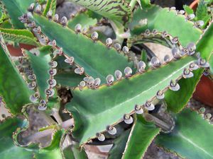 Kodėl Kalanchoe augalas yra naudingas