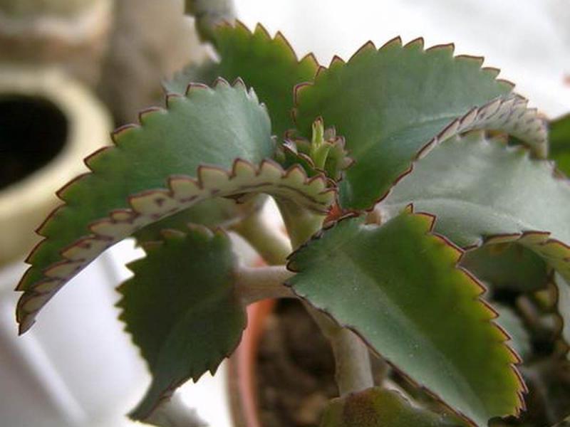 What properties does Kalanchoe have?