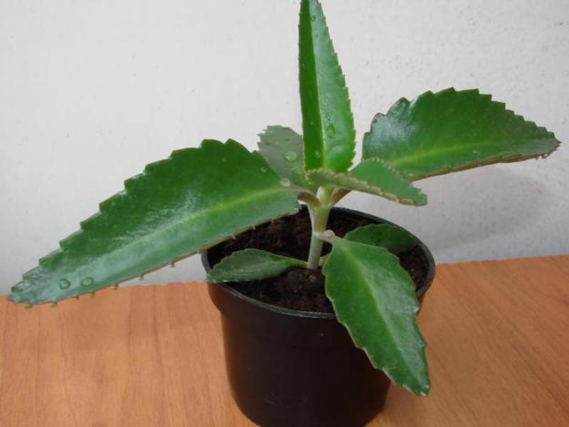 Kalanchoe - סוג של צמחים בשרניים