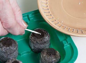 Sowing plants in tablets