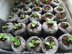 How to plant seedlings in peat tablets
