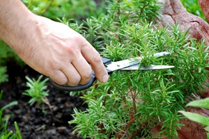 Hoe razmarin te planten en te kweken