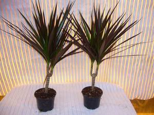 Indoor palmen naam