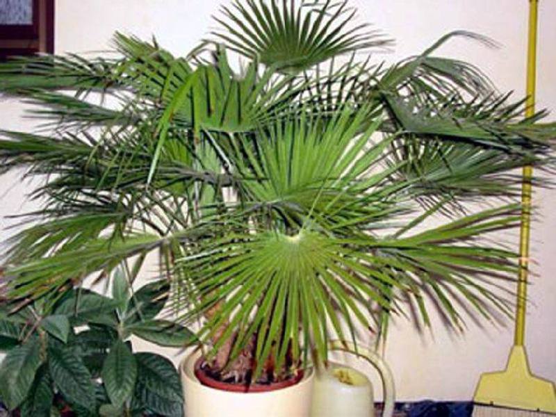 Kako pratiti rast unutarnjih palmi
