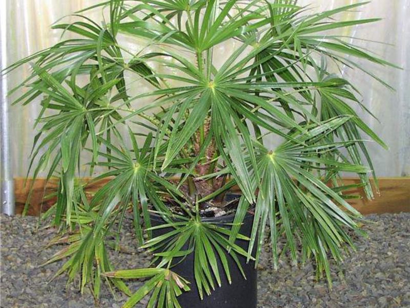 İç mekan palmiye ağaçları türleri