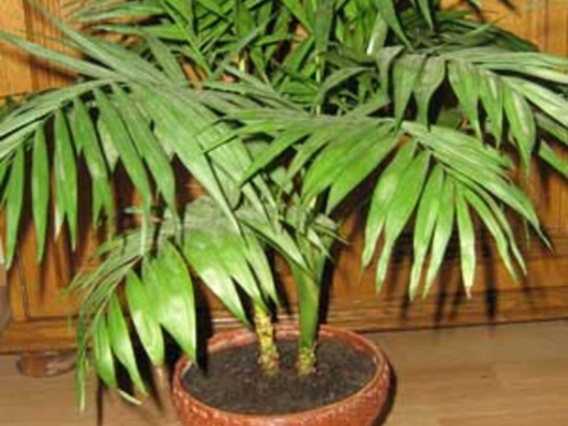 Cultivarea palmelor interioare
