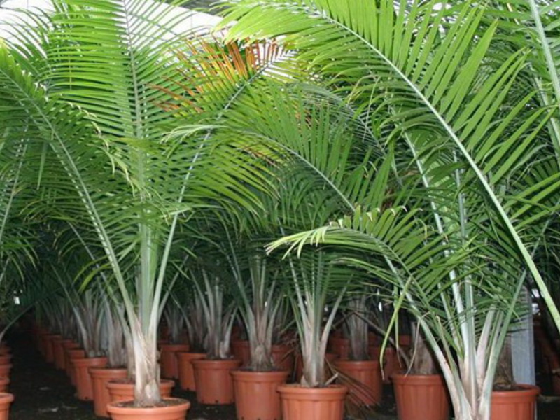 Tai yra vidaus palmių rūšis