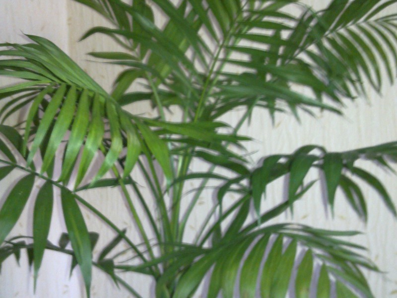 Pokok palma di apartmen