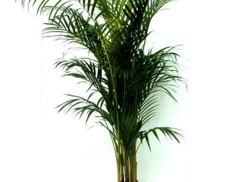 Vidiniai palmių pavadinimai