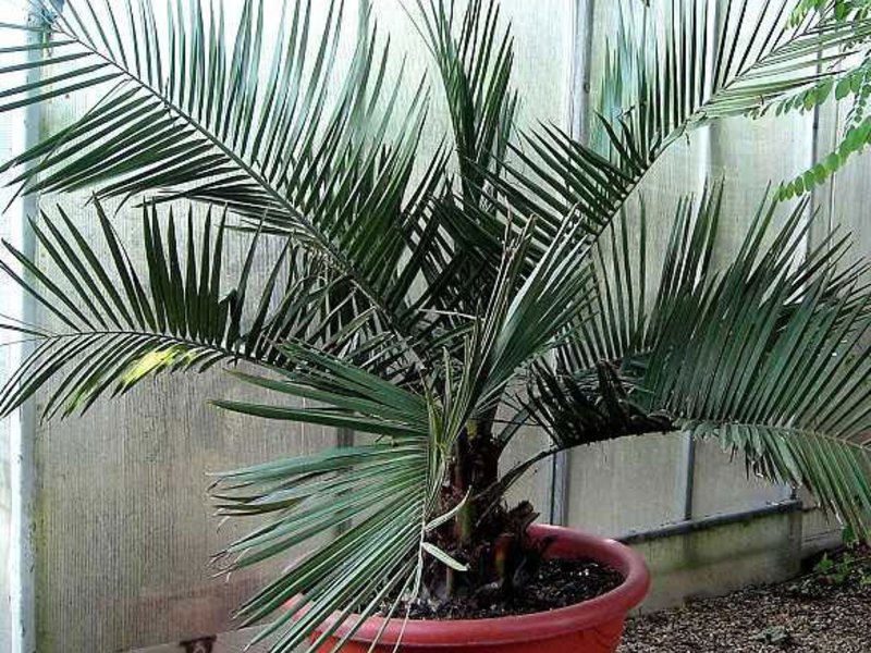 Möglichkeiten zur Pflege von Palmen