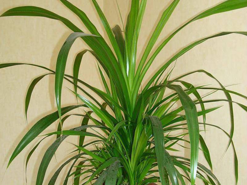 Kako raste palma u stanu