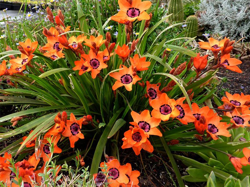 Χαριτωμένο λουλούδι Sparaxis