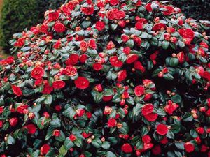 Camellia: starostlivosť, kultivácia, reprodukcia.
