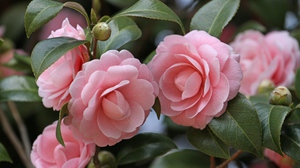 Paano magpalaganap ng camellia