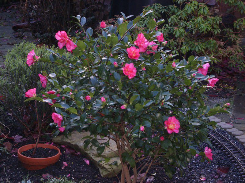 Camellia: pangangalaga, paglilinang, pagpaparami.