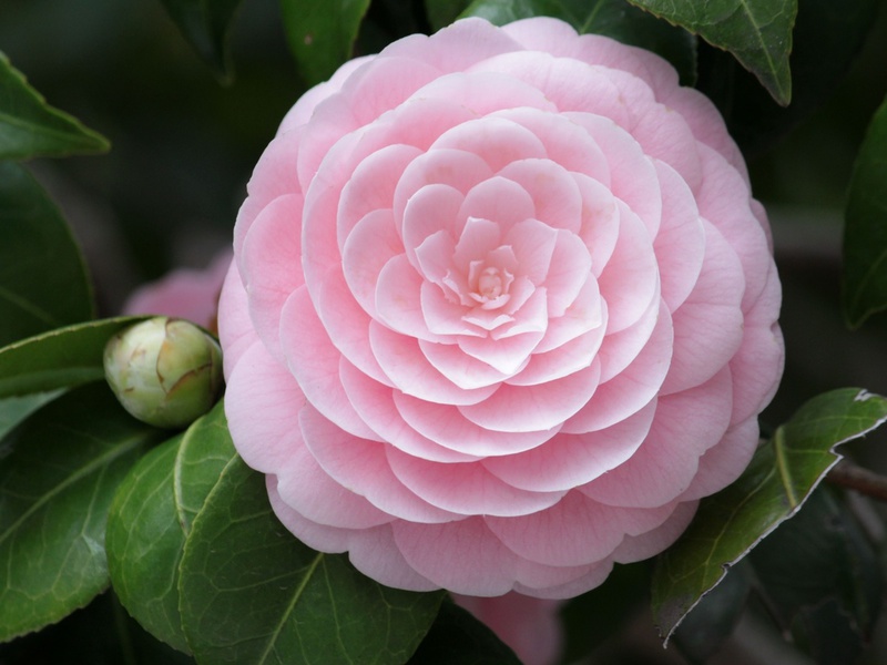 Fijne camellia-bloei