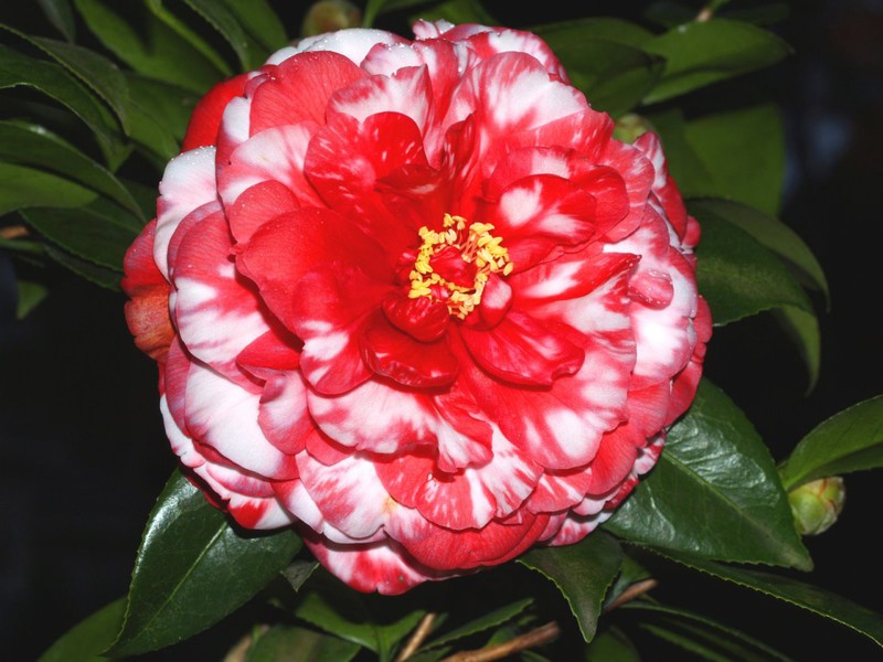 Varieti camellia
