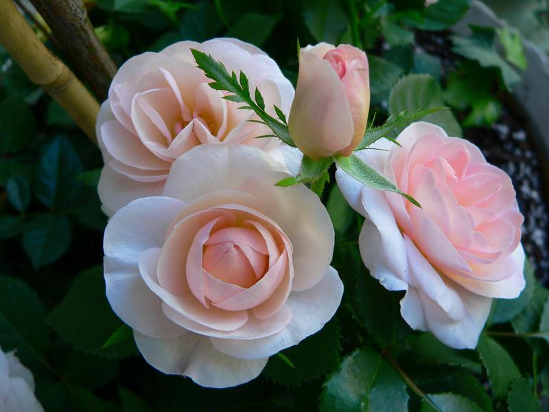 Fijne camellia-bloei