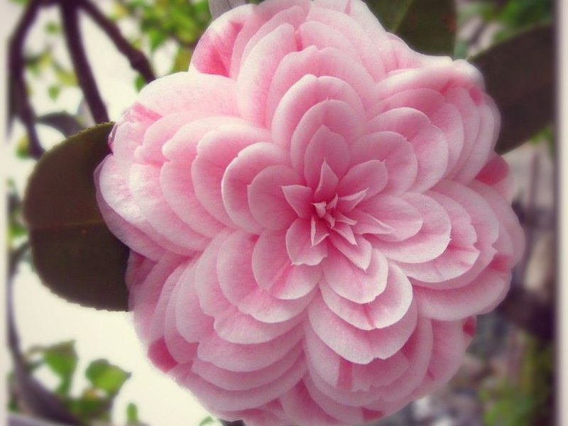 Mga tampok ng pangangalaga sa camellia