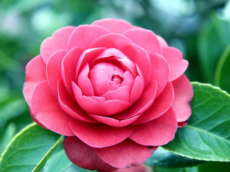 Kelopak Camellia