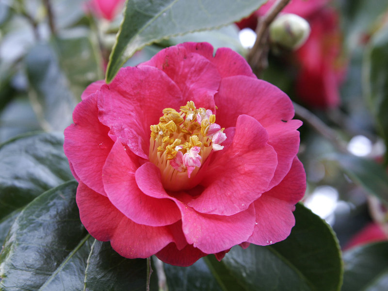 Bagaimana camellia Jepun mekar