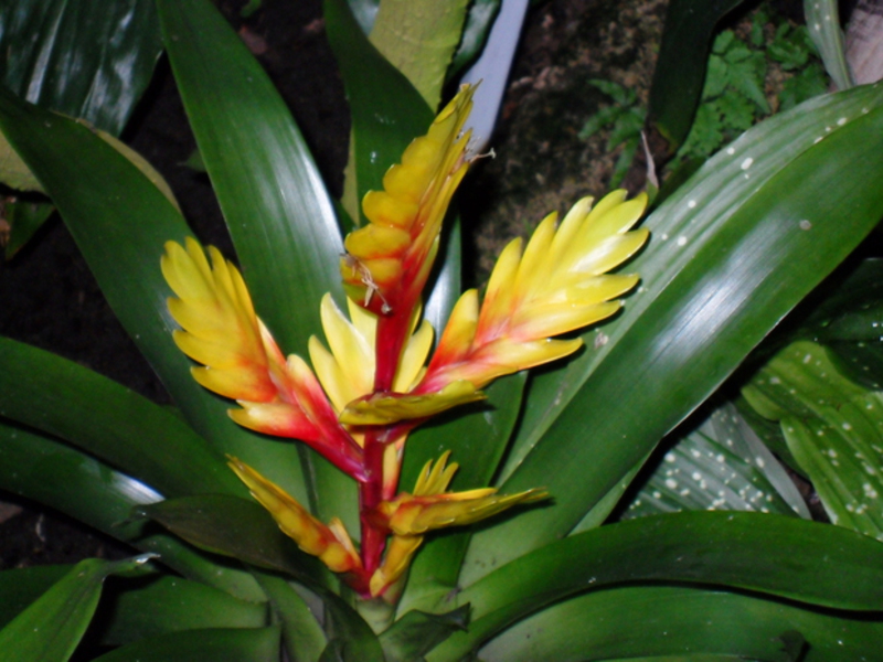 Bromeliad at ang mga species nito