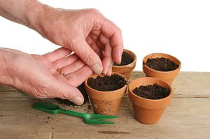 Описание на метода за отглеждане на каланхое от семена