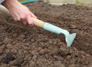 Описание на процеса на подготовка на почвата за засаждане на грудки от георгини
