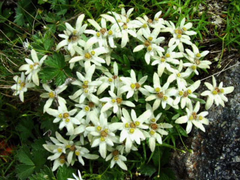 Edelweiss-kukan ominaisuudet
