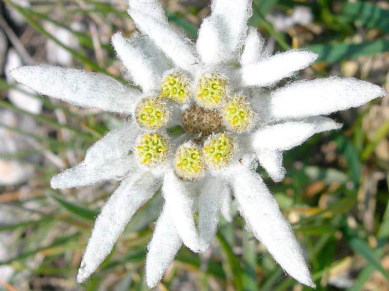 Edelweiss gėlių išvaizda