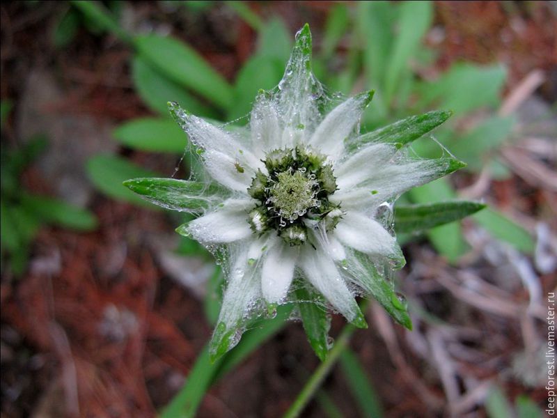  Alpine edelweiss.