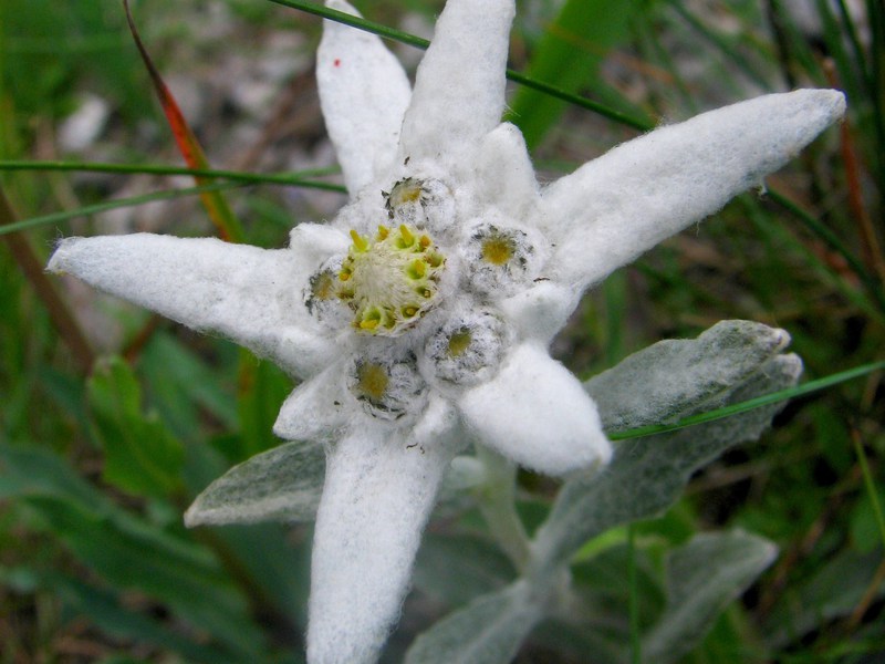 Varietà di fiori Edelweiss