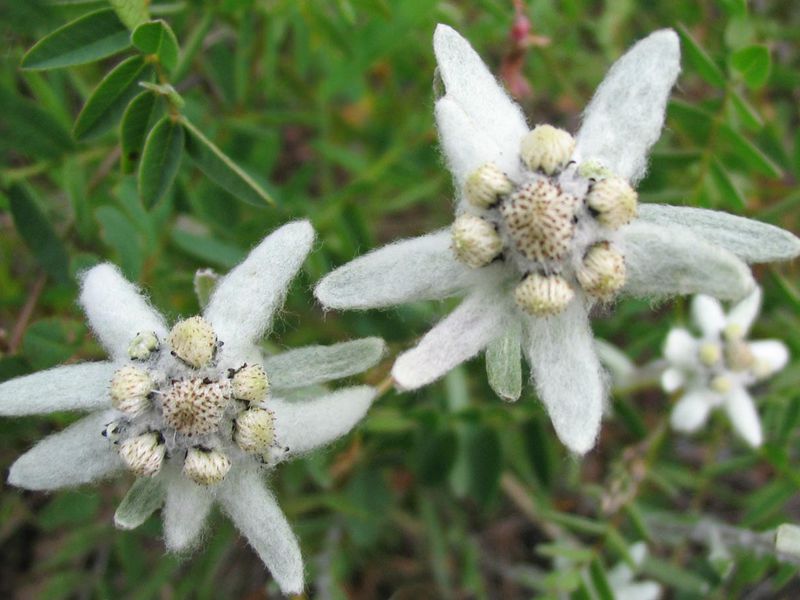 Trong tự nhiên, edelweiss phát triển trên vành đai núi cao