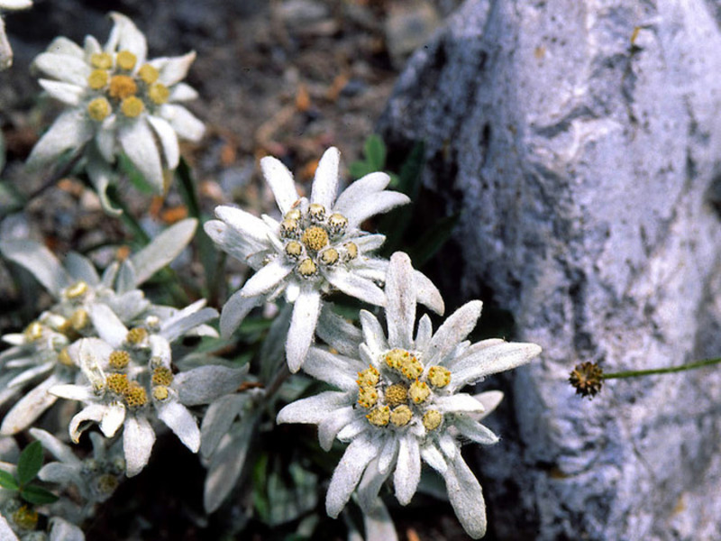 La stella alpina è una pianta da fiore di montagna.