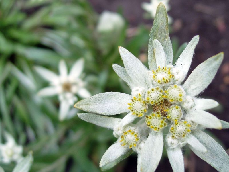 Caratteristiche del fiore di stella alpina