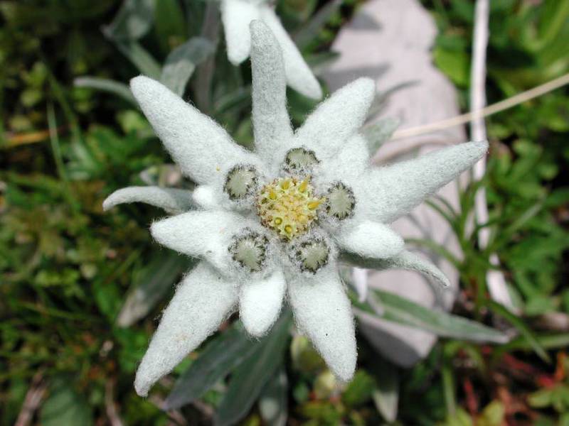 Kalnų gėlių edelweiss