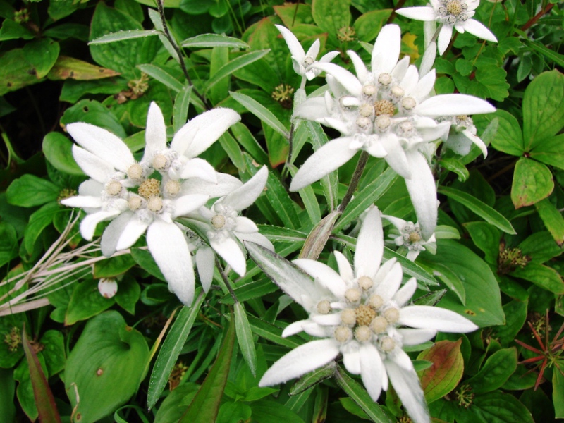 La stella alpina è una pianta da fiore di montagna.