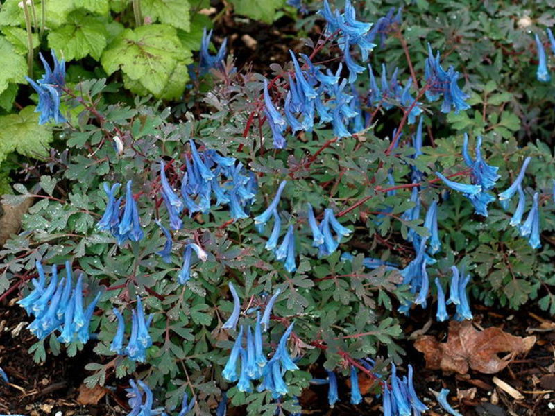 Periodo di fioritura del Corydalis
