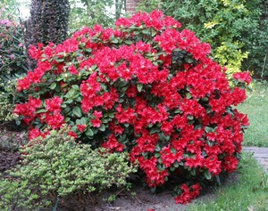 Miltä rododendroni kukka näyttää