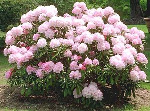 Rules for planting and caring for rhododendron