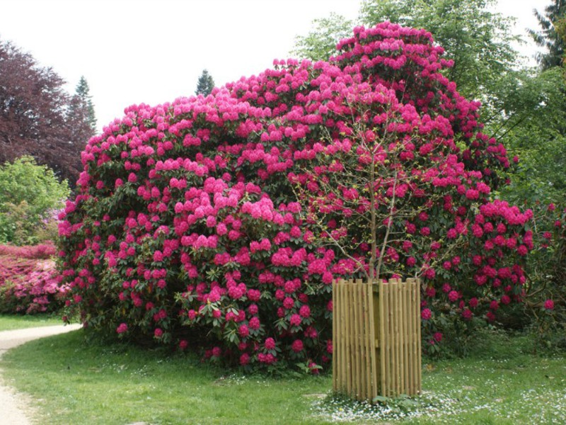 Nom de fleur de rhododendron