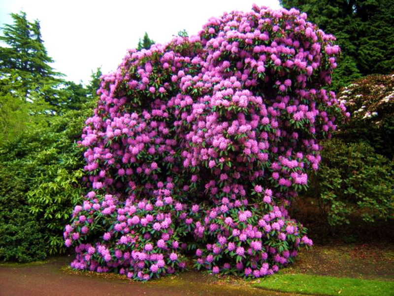 Soorten rododendron
