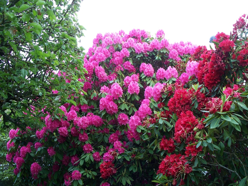 Druhy rododendronů