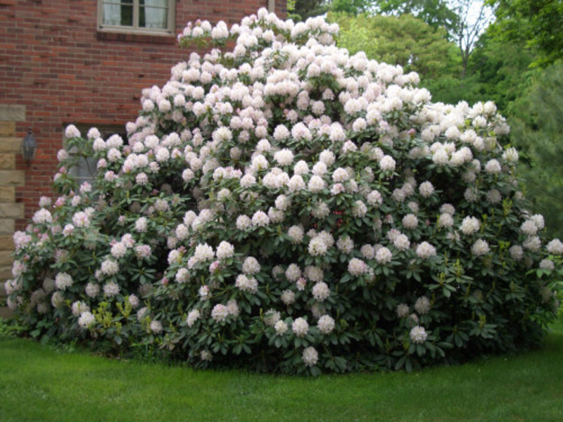 Rhododendron verpflanzen und gießen