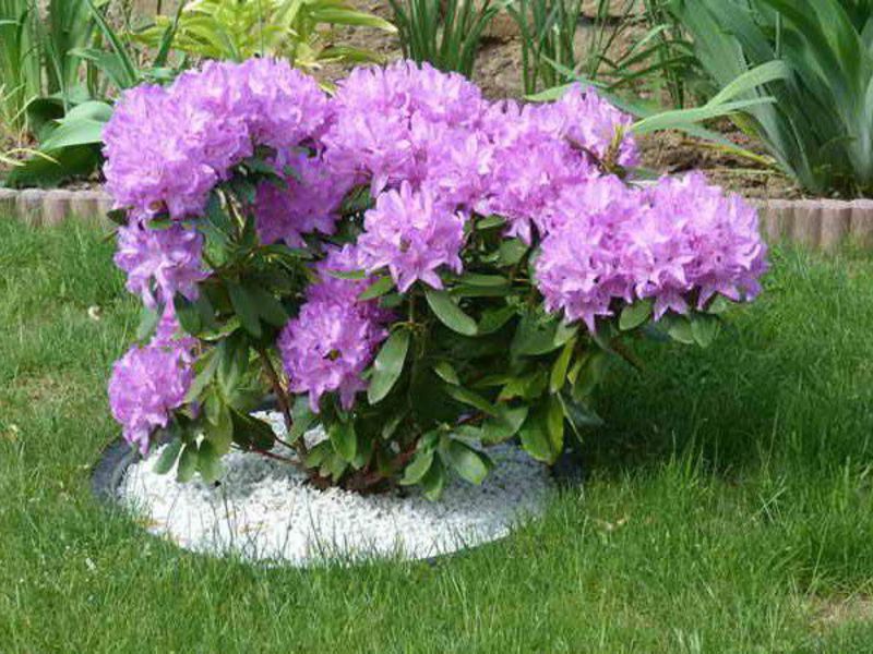 What conditions are needed for growing rhododendron