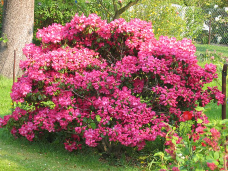 Rhododendron vaaleanpunainen