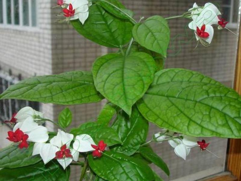 Inomhus blommor clerodendrum