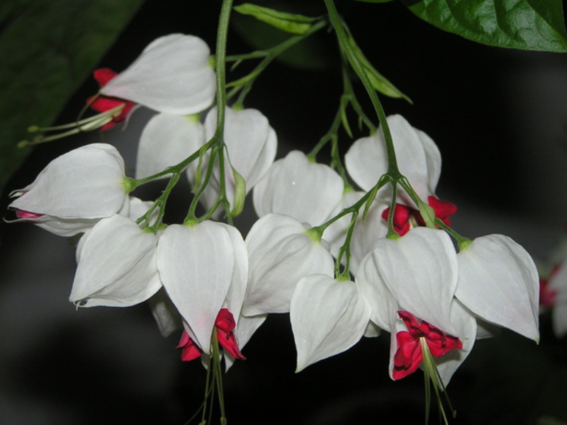 أنواع نبات clerodendrum