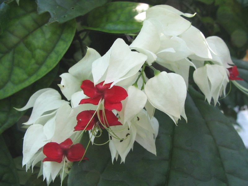 رعاية Clerodendrum الزهور
