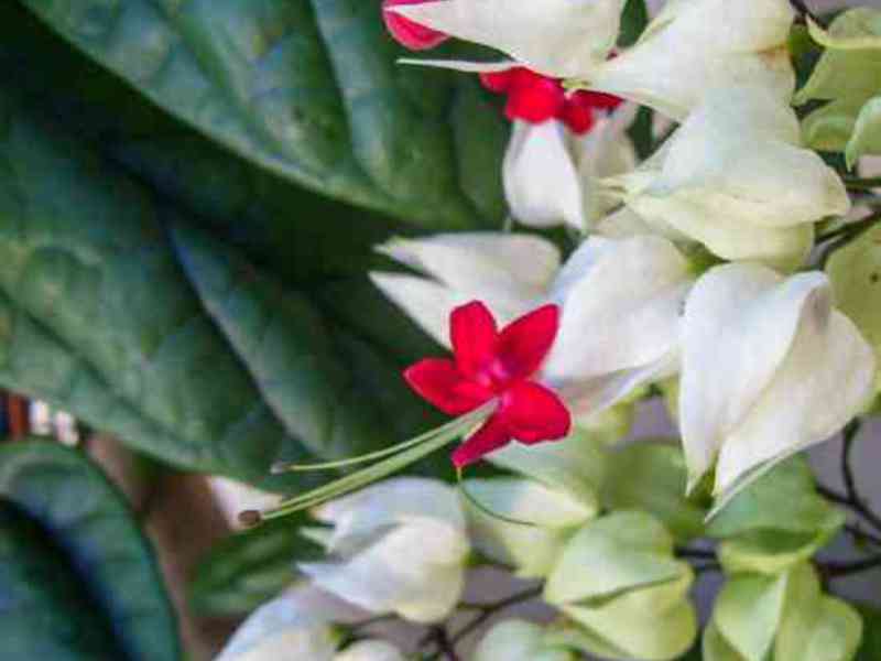 Rooting clerodendrum
